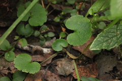 Chrysosplenium alternifolium