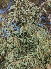 Acacia falcata