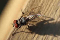 Anthomyia