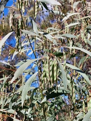Acacia falcata
