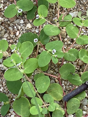 Euphorbia polycarpa