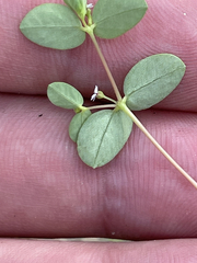 Euphorbia polycarpa