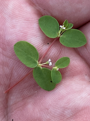 Euphorbia polycarpa