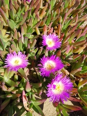 Carpobrotus chilensis