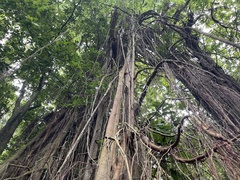 Ficus prolixa