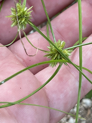 Cyperus perennis