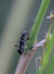 Rhyparochromidae