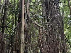 Ficus prolixa