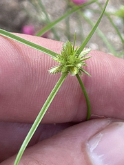 Cyperus perennis