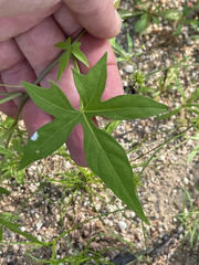 Ipomoea barbatisepala barbatisepala
