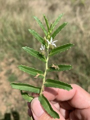 Lobelia concolor