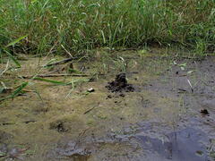 Lacunicambarus nebrascensis