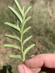Lobelia concolor