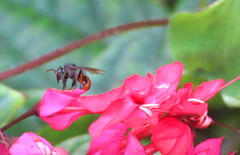 Trigona fulviventris
