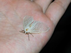 Arctiinae