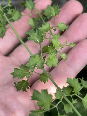 Adenophyllum speciosum