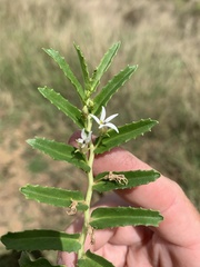 Lobelia concolor