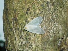 Arctiinae