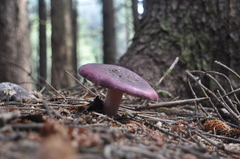 Russula vinacea