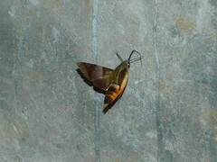 Atemnora westermannii