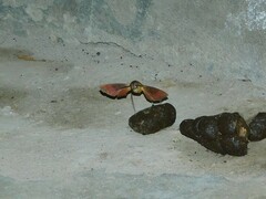 Atemnora westermannii