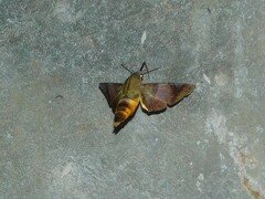 Atemnora westermannii