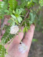 Mimosa tricephala