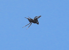 Eriophora ravilla