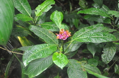 Palicourea chiriquiensis