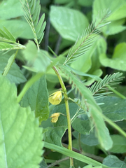 Chamaecrista nictitans
