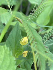 Chamaecrista nictitans