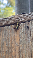 Vespula squamosa