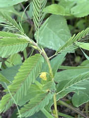 Chamaecrista nictitans
