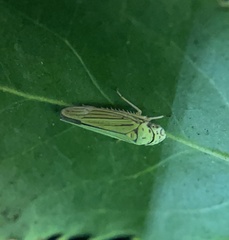 Graphocephala atropunctata