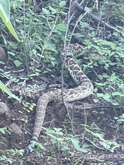 Crotalus ruber