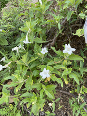 Ruellia leucantha