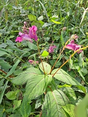 Impatiens textorii