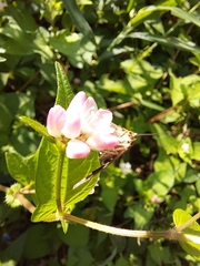 Persicaria thunbergii