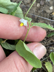 Solanum adscendens