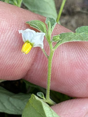 Solanum adscendens