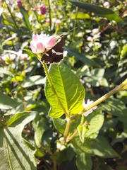 Persicaria thunbergii