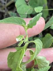 Solanum adscendens