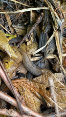 Prophysaon andersonii