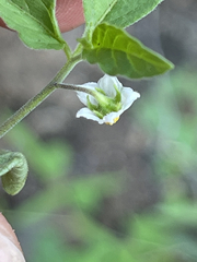 Solanum adscendens