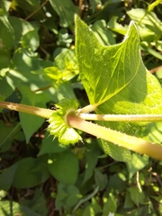 Persicaria thunbergii