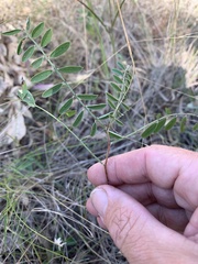 Tephrosia brachyodon