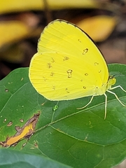 Eurema hecabe sulphurata