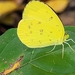 Eurema hecabe sulphurata - Photo (c) John P, some rights reserved (CC BY-NC), uploaded by John P