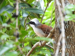 Garrulax leucolophus