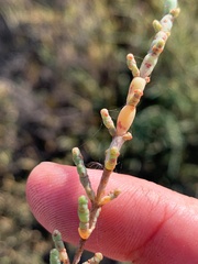 Tecticornia pergranulata